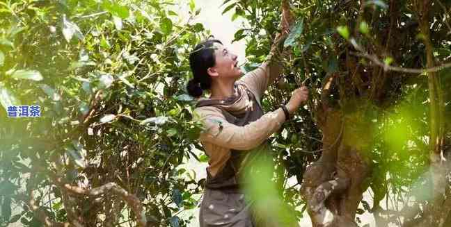 自家院子里的普洱茶-自家院子里的普洱茶能喝吗