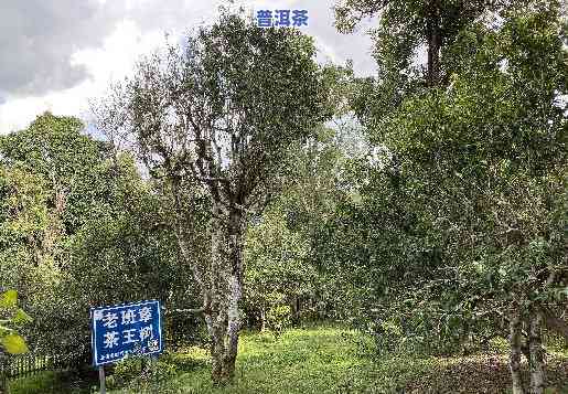 古树普洱生茶的好处-古树普洱生茶的好处和坏处