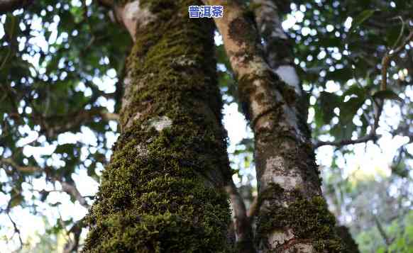 古树普洱生茶的好处-古树普洱生茶的好处和坏处