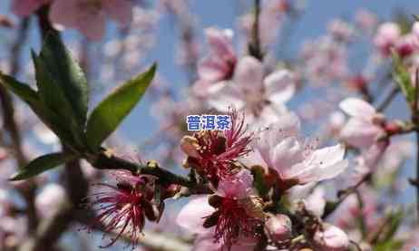 桃花普洱茶能减肥吗，探讨桃花普洱茶的减肥功效