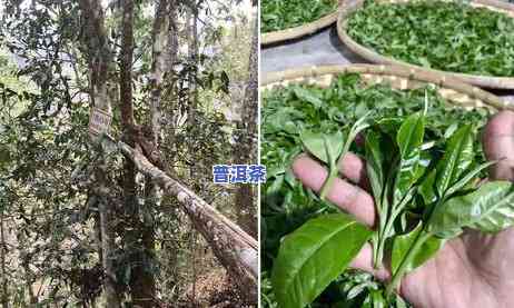 老班章古茶园：面积及与薄荷塘的关系