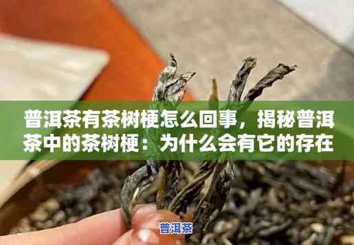 普洱茶很多茶梗，揭秘普洱茶：为何含有大量茶梗？