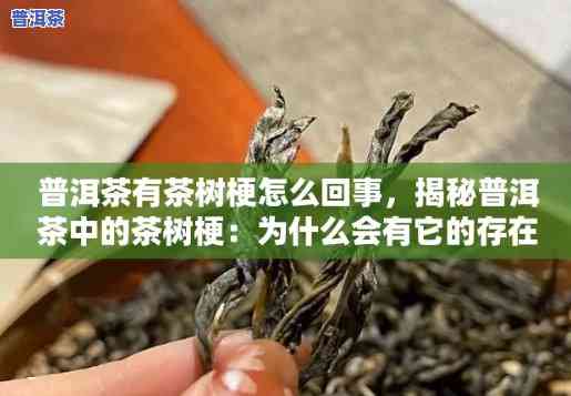 普洱茶梗多怎么回事-普洱茶很多茶梗