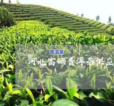 河北富硒普洱茶供应-河北富硒普洱茶供应电话