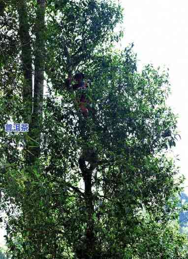 老班章茶问世多少年？探究其起源与老茶特性