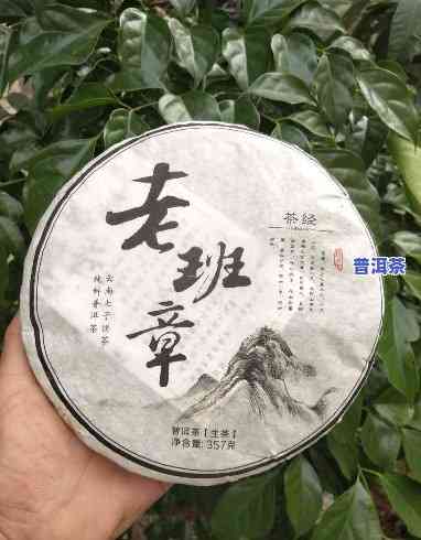 老班章茶叶口感，探秘老班章茶叶的特别口感，带你领略普洱茶的韵味