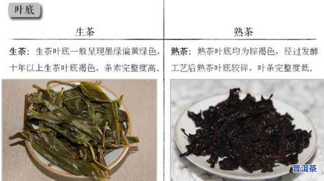 什么是生茶熟茶的区别，深入解析：生茶与熟茶的五大区别