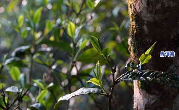 岩子头风吹山普洱茶-岩子头普洱茶特点