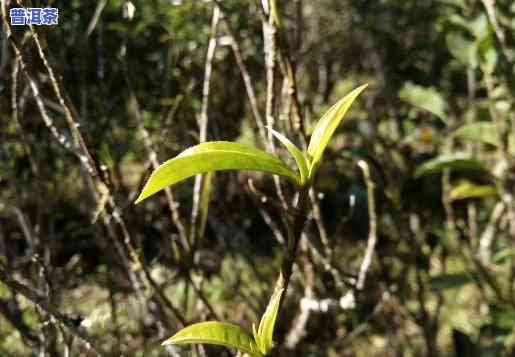 岩子头风吹山普洱茶-岩子头普洱茶特点