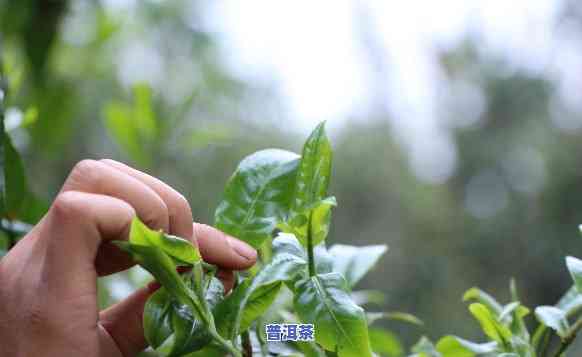 普洱茶怎么压制，制作美味普洱茶的步骤：从采摘到压制全过程解析