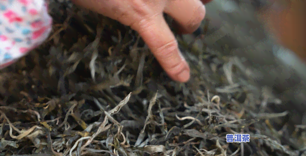 古农普洱茶好不好泡着吃-古农普洱茶好不好泡着吃呢