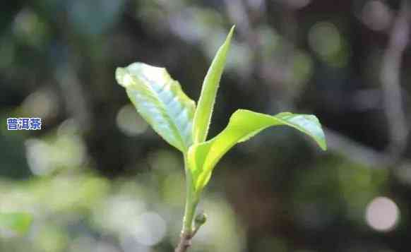 普洱茶的单株的特点及功效，深入解析：普洱茶单株的特别特点及其神奇功效