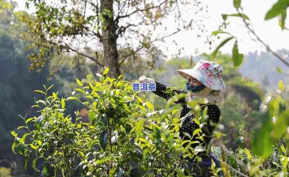 普洱熟茶还是生茶贵？探讨两款茶的价格差异