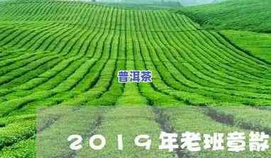 老班章春茶2019-老班章春茶和秋茶的区别