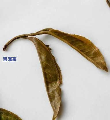 普洱生茶黄叶煮着喝的功效：转化期与成因解析