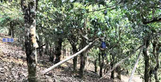 老班章茶王地是哪里，探秘普洱茶的圣地：老班章茶王地