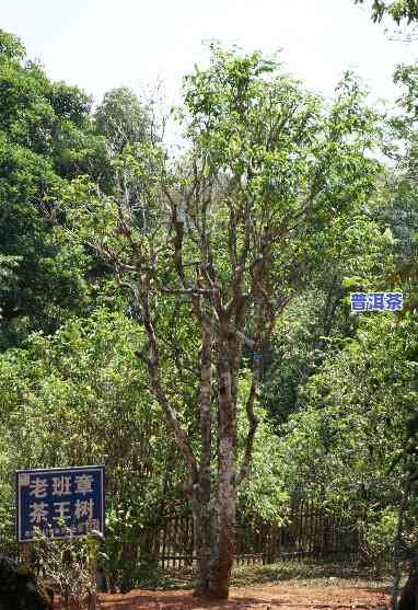 老班章茶王地是哪里，探秘普洱茶的圣地：老班章茶王地