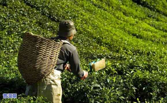 怎样将普洱茶作为肥料实施销售及推广？