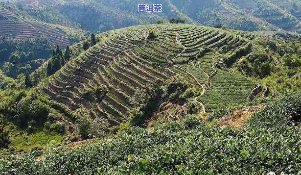 耿马大青山普洱茶，探秘云南耿马大青山：品味特别的普洱茶风情