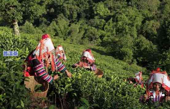 耿马大青山普洱茶，探秘云南耿马大青山：品味特别的普洱茶风情