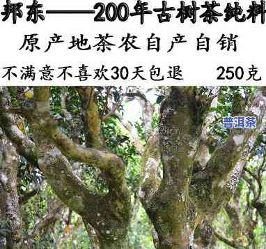 普洱茶200年树龄：能喝吗？有吗？看视频揭晓答案！