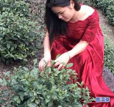 云南普洱茶小妹：她是普洱茶界的美女代表