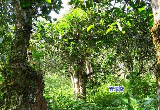 海南适合储存普洱茶的地方，揭秘：海南为何成为理想的普洱茶储存地？