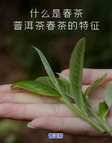 普洱茶也讲究春茶嘛，揭秘普洱茶的鲜美：春茶也是关键！