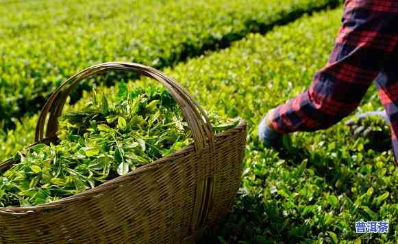 普洱茶也讲究春茶嘛，揭秘普洱茶的鲜美：春茶也是关键！