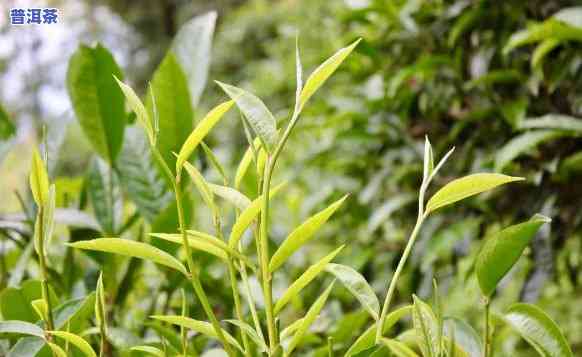 普洱茶也讲究春茶嘛，揭秘普洱茶的鲜美：春茶也是关键！