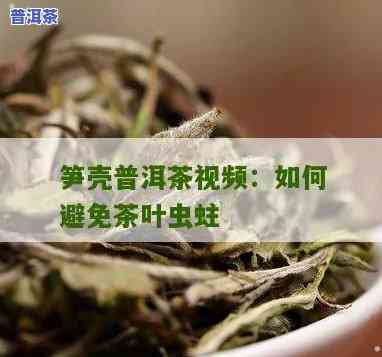 普洱茶笋壳怎样避免虫蛀，怎样有效防止普洱茶笋壳被虫蛀？