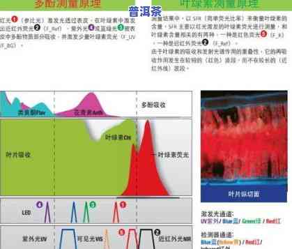 紫外线照射下茶叶有荧光：探讨其对茶叶品质的作用与红色现象