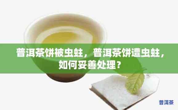 普洱茶饼有虫子？怎么办？能否饮用？