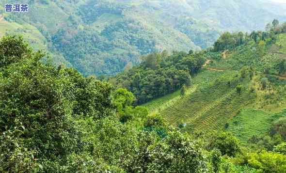 现在普洱茶四大茶厂是哪四个，揭秘普洱茶四大茶厂：你知道它们是谁吗？