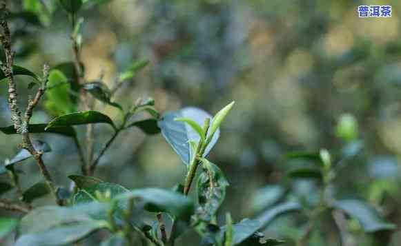 探索大黑树林古树茶：口感与特点全面解析