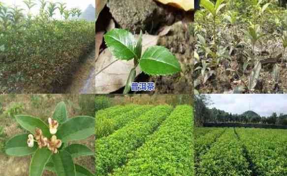 普洱茶能否与桂花同存？探究其起因及作用