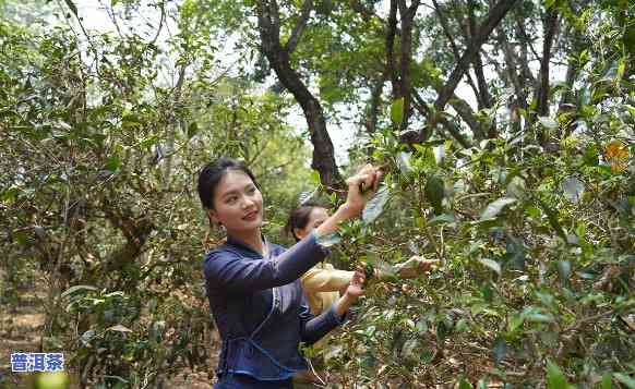 普洱茶比较火的主播-普洱茶熟悉一下是主播吗