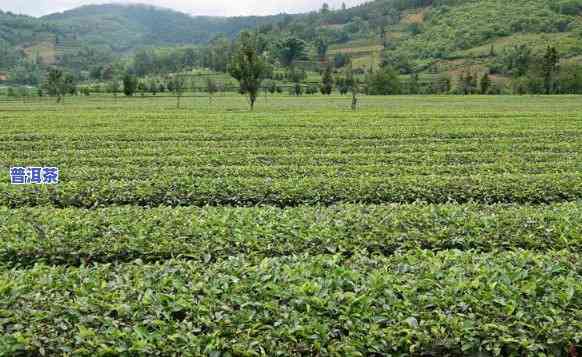 普洱茶基地批发零售电话：获取最新联系方法