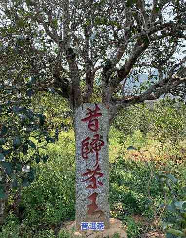 普洱茶王，探寻茶叶珍品：揭秘普洱茶王的传说与魅力