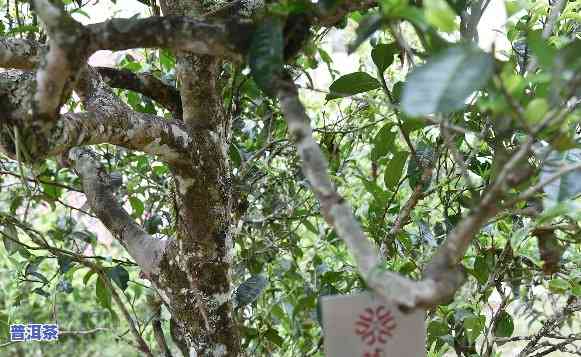 普洱茶王，探寻茶叶珍品：揭秘普洱茶王的传说与魅力