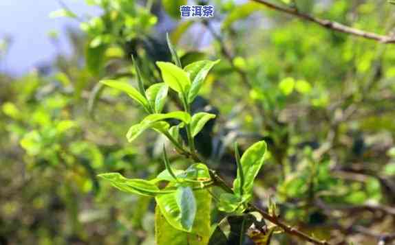 永德茶，品味永德茶：探索云南特别的茶叶文化