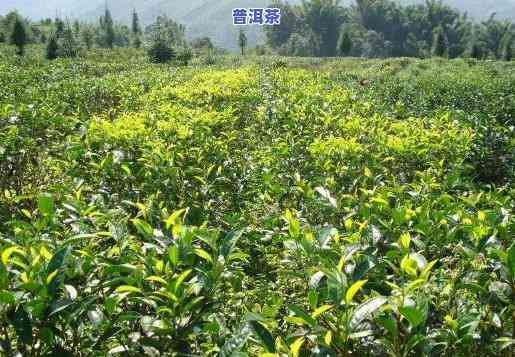 永德茶叶品种大全：详细介绍各种优质永德茶叶