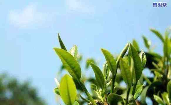 云南普洱茶绿茶有哪些，探索云南普洱茶和绿茶的世界