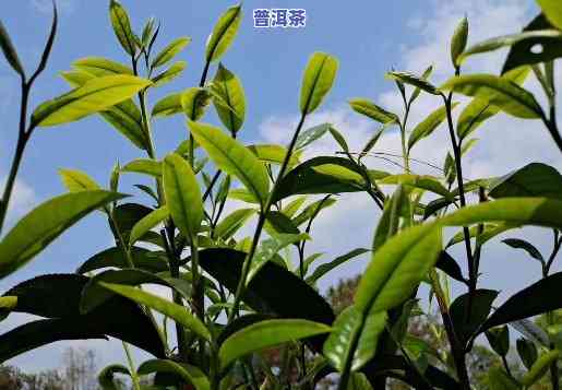 岩子头姐妹的普洱茶-岩子头普洱茶特点