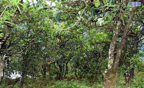 普洱茶属于山头茶吗为什么，探讨普洱茶的归属：它是不是属于山头茶？起因解析