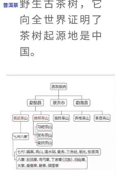 深入解析：普洱茶各茶区茶与山头茶的特点及其区别