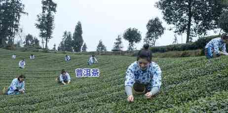 普洱茶属于山头茶吗-普洱茶属于山头茶吗为什么