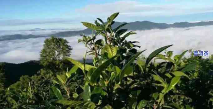 临沧水平山的普洱茶-普洱水平茶业