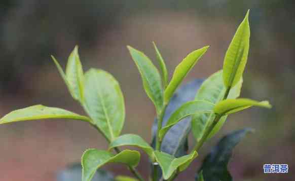 橡筋王生普：探索橡筋普洱茶的特别特点与魅力