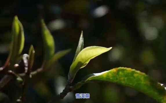 普洱茶里的古树纯料是什么意思，详解普洱茶中的“古树纯料”含义